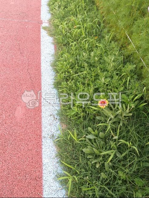 잔디밭,노란꽃,식물,자연,길가