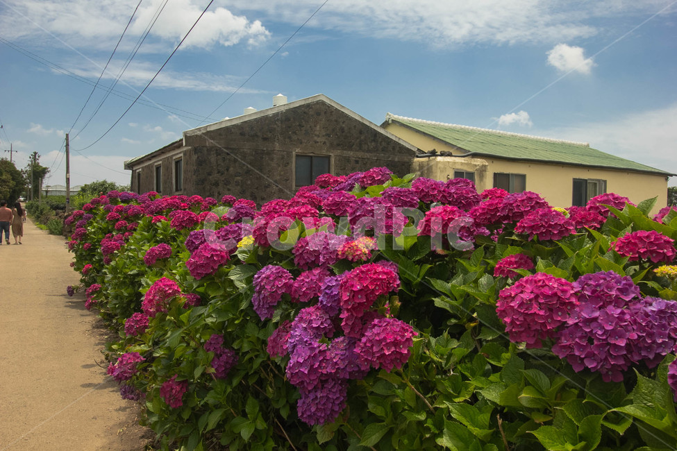 수국,수국꽃,flower,hydrangea,풍경,보라수국,꽃