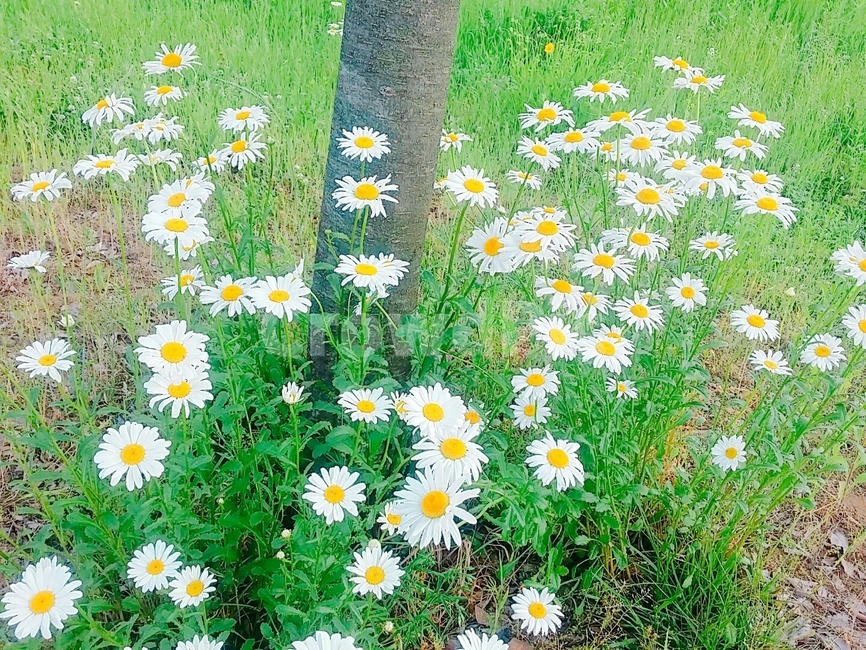 꽃,산책,감성,나들이,낮,식물,자연,plants,nature,꽃,flower