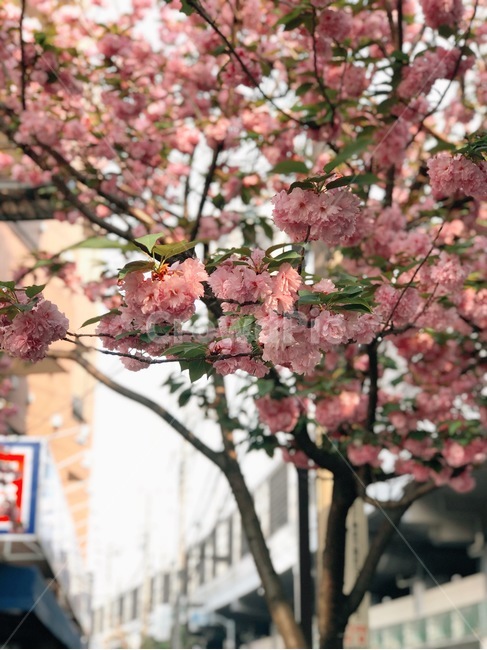 벚꽃,겹벚꽃,봄,꽃,벚꽃나무