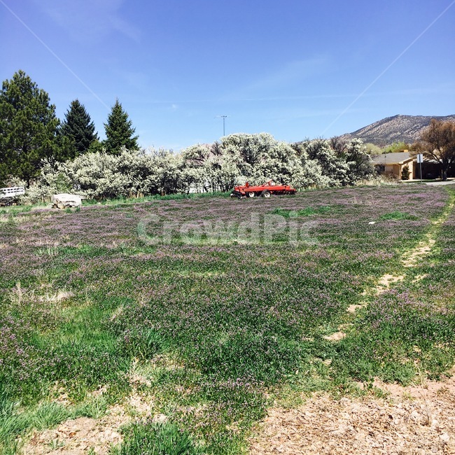nature,자연,들,field,ground,목초지,countryside,farm,농장,rural,농촌