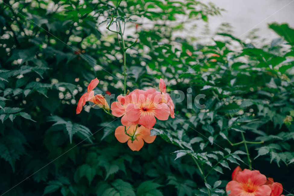 자연,식물,꽃,flower,능소화,아름다운,식물,자연,plants,nature,꽃,flower