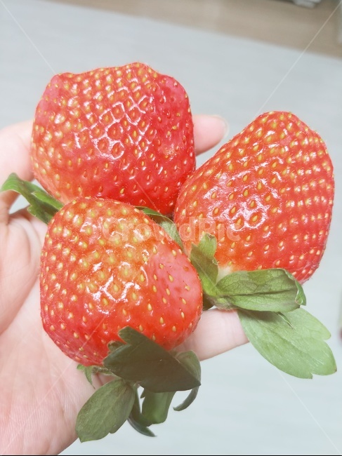 커피,딸기,카페,간식,strawberry,상큼한,빨간색,과일,겨울,제철과일,시원한,후식,음식,cook,food,겨울과일,손,손가락,신체,왕딸기