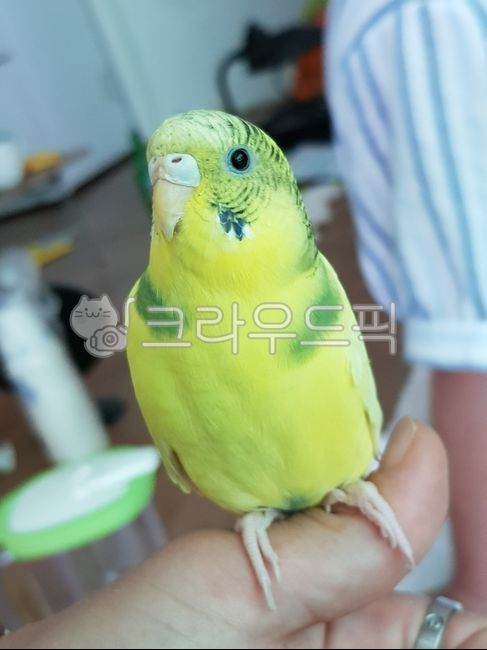 animal, 동물, bird, 새, parakeet, 사진,이미지,일러스트,캘리그라피 - 요루소라작가