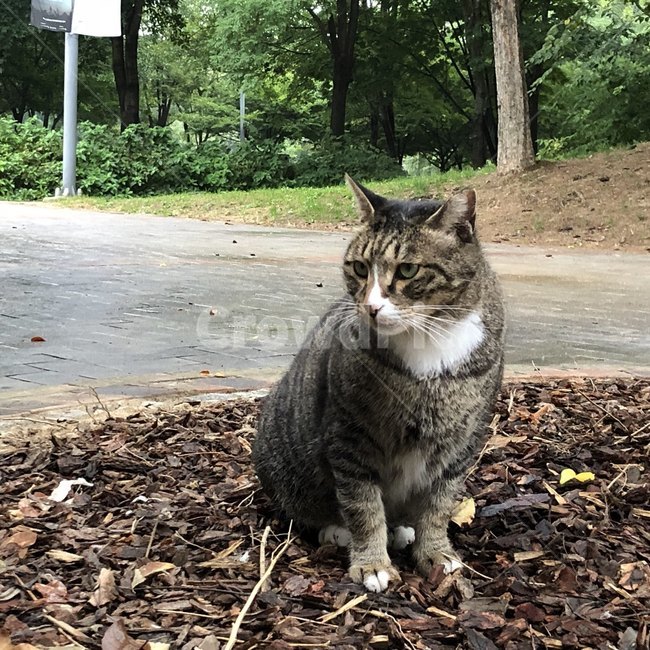 길고양이,고양이,서울숲,숲,힐링,동물,animal,포유류,mammal,고양이,cat,kitten,kitty