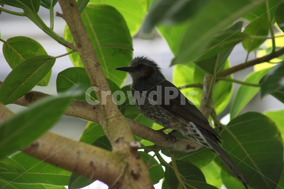 직박구리,새,나무,brownearedbulbul,pycnonotidae