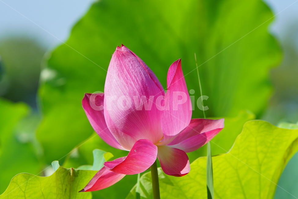 자연,꽃,여름,배경화면,대한민국,식물,자연,plants,nature,꽃,flower