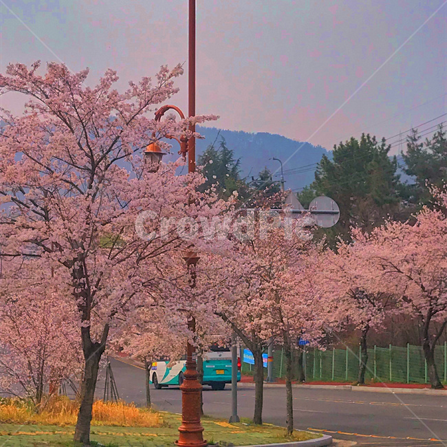 벚꽃,나무,풍경,버스,cherryblossoms,tree,bus,scenery