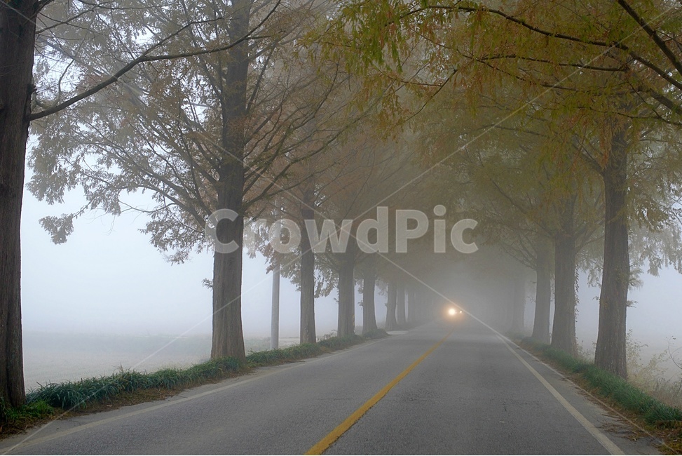 메타세콰이어길,안개,새벽안개길,여명,메타,순창군,새벽,자연,풍경,nature,landscape,weather,날씨,fog