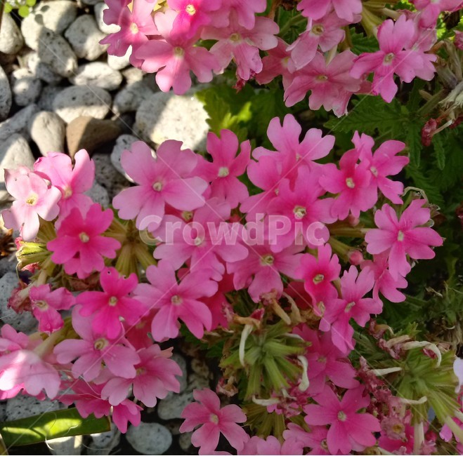버베나,verbena,식물,빨간색꽃,일년초