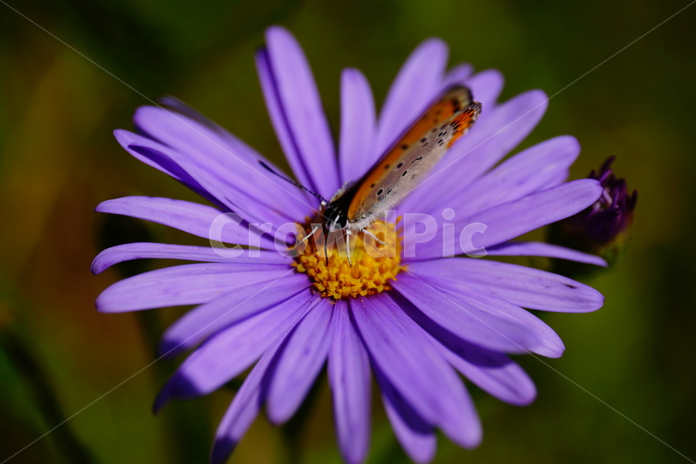 벌개미취,쑥부쟁이,나비,부전나비,곤충,벌레,꽃,플라워,자연,식물,butterfly,insect,flower,nature,bug,접사,클로즈업,closeup,macro,매크로,마크로,9월,가을,september,autumn,fall,꽃사진,가을꽃,가을,계절,fall,autumn,season,식물,자연,plants,nature,꽃,flower,동물,animal,곤충,벌레,insect,bug,plant,blossom,daisy,데이지,daisies