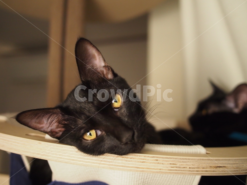 고양이,검은고양이,반려동물,애완동물,pet,cat,노란눈,동물,animal,포유류,mammal,고양이,cat,kitten,kitty