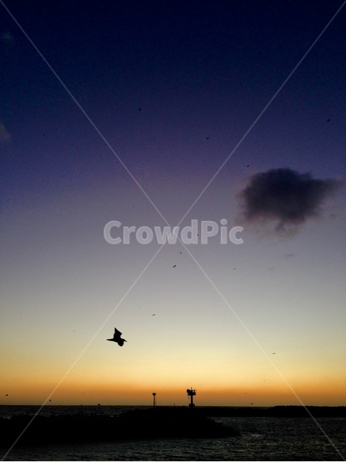 야경,바다,하늘,갈매기,노을,동물,animal,조류,새,birds,실루엣,그림자,silhouette,shadow