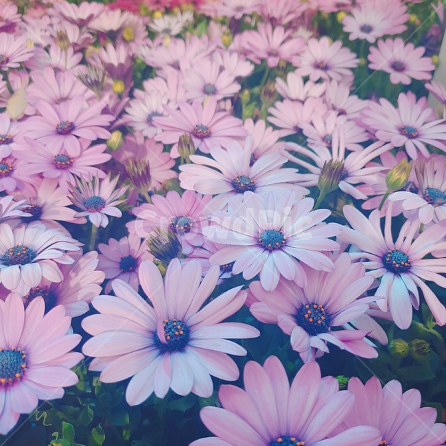 국화,데이지,데이지꽃,블루데이지,꽃,flower,국화꽃,africandaisy,오스테오스페르뭄속,일본데이지,식물,petal,꽃잎,floralleaf,식물,자연,plants,nature,꽃,flower
