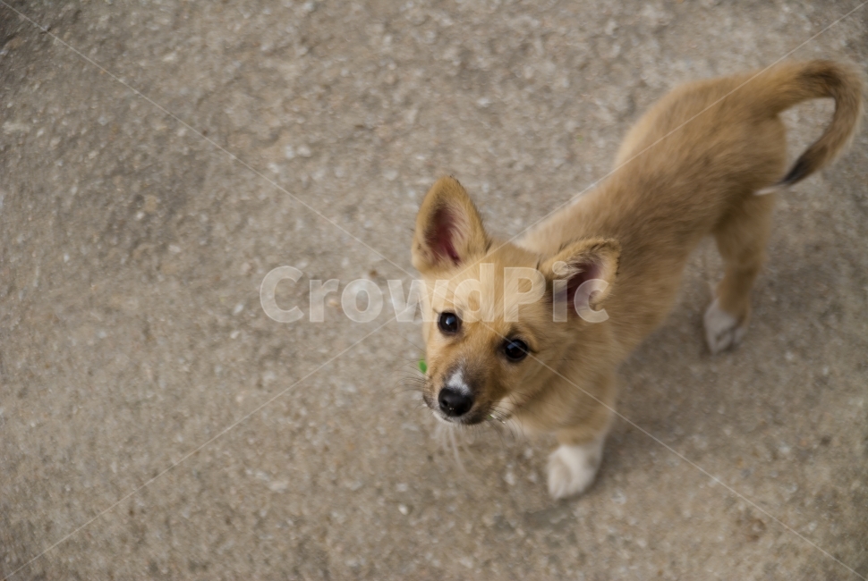 강아지,개,귀여운,떠돌이,dog,puppy,cute,동물,동물,animal,포유류,mammal,개,강아지,dog,doggy