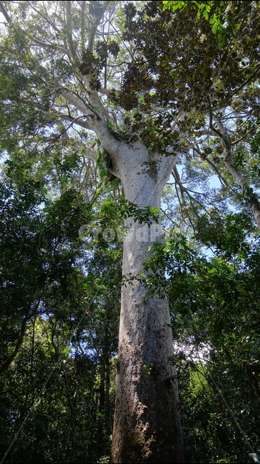 자연,식물,green,초록,nature,plant,나무,tree,거목,블루리버파크,뉴칼레도니아,국립공원,카오리,카오리나무