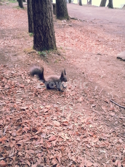 청설모,다람쥐,자연,동물,가을,가을,계절,fall,autumn,season,동물,animal,포유류,mammal