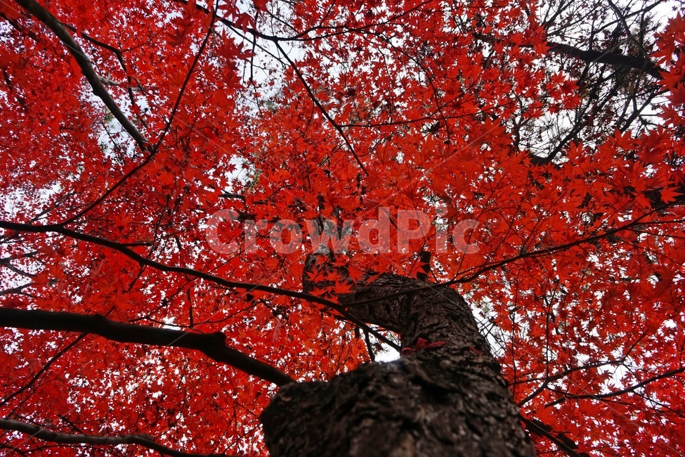가을,단풍,단풍나무,화려함,가을풍경,autumn,fall,autumnleaves,plant,nature,계절,나무,븕은색,maple,red,season,colorful,느낌,감성,trees,branches,울긋불긋,자연,가을감성,가을느낌,가을배경,풍경,가을,계절,fall,autumn,season,식물,자연,plants,nature,나무,trees,wood,leaf,잎,tree