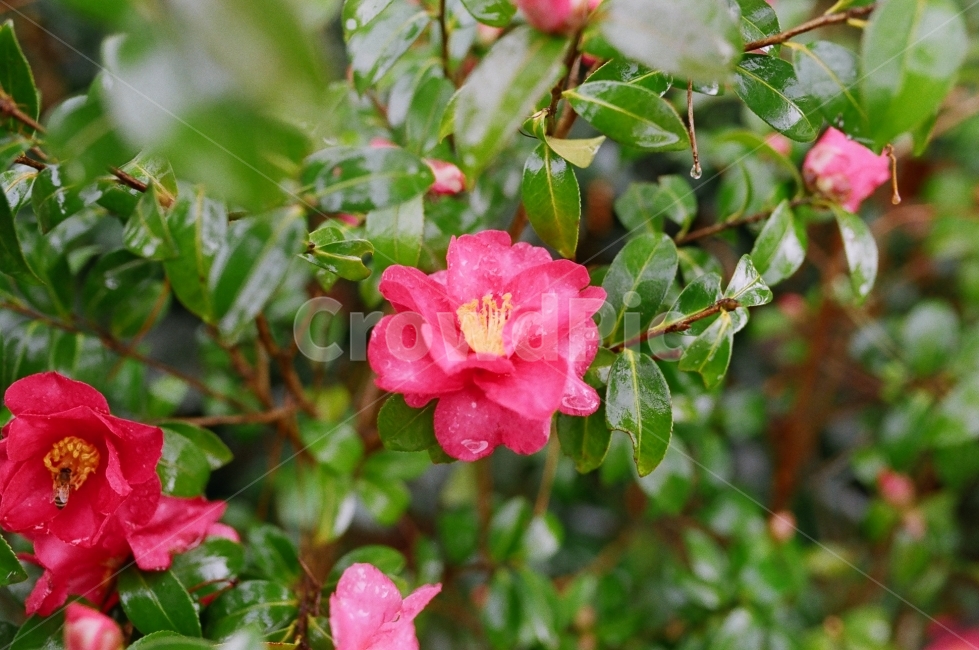 제주도,여행,동백꽃,꽃,필름,식물,자연,plants,nature,꽃,flower