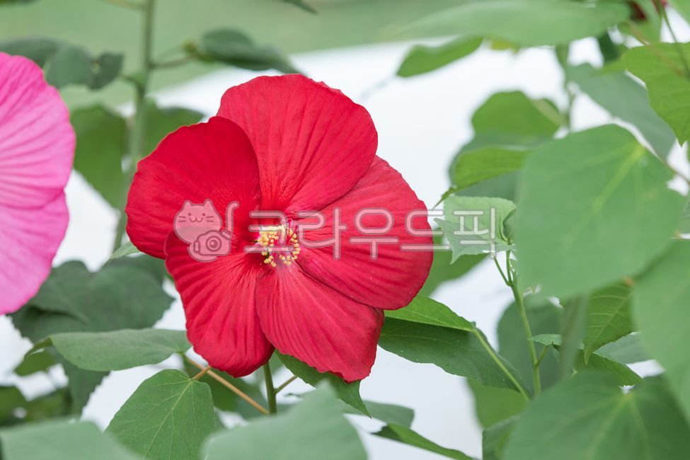 부용,부용화,빨간색,꽃잎,부용꽃,꽃,하루살이꽃,관상용,쌍떡잎식물,낙엽관목,초록색,잎,식물,자연,여름,flower,petal,leaf,plant,nature,summer,confederaterose,hibiscusmutabilis,red,green,outdoors