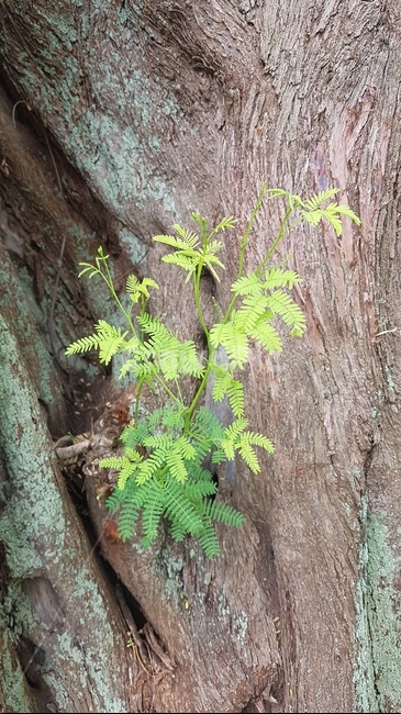 자연스런,공원,초록,나무,벤치,하나우마베이,여유,힐링,여름,식물,자연,plants,nature