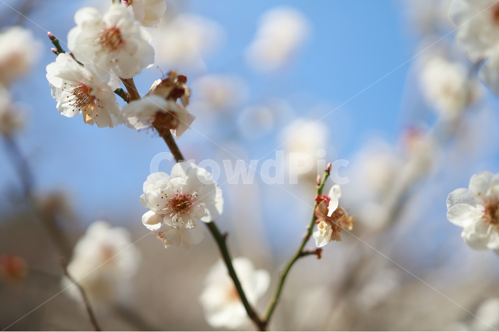 매화,매화꽃,들꽃,봄꽃,봄나들이,식물,매화꽃만개,만개,식물,자연,plants,nature,꽃,flower