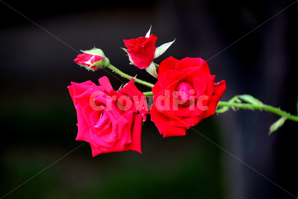 자연,꽃,식물,풍경,계절,식물,자연,plants,nature,꽃,flower