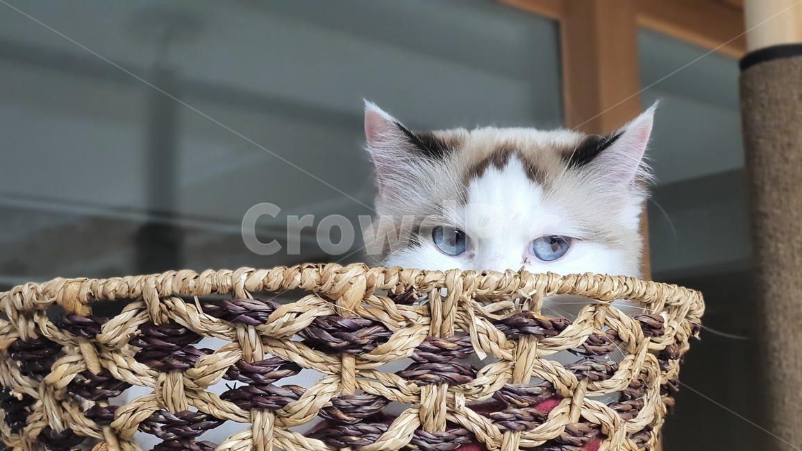basket,바구니,고양이,cat,동물,animals,냥이,동물,animal,포유류,mammal,고양이,cat,kitten,kitty