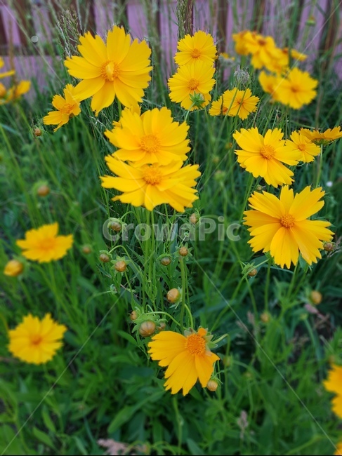 노란,꽃,들꽃,yellow,flowers