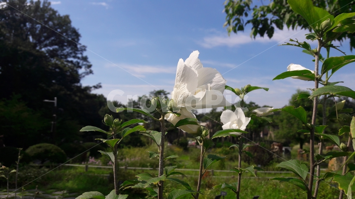 꽃,풍경,자연,하늘,장미