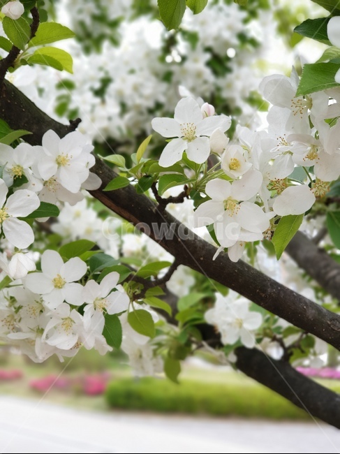 plant,식물,blossom,꽃,flower,벗꽃,왕벗꽃