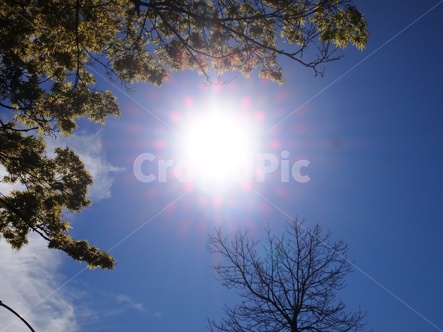 햇빛,하늘,햇무리,눈부신날,빛,자연,풍경,nature,landscape,flare,플레어,light,sunlight