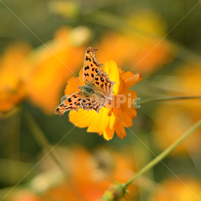 나비,코스모스,꽃,가을,접사,식물,자연,plants,nature,꽃,flower,동물,animal,곤충,벌레,insect,bug