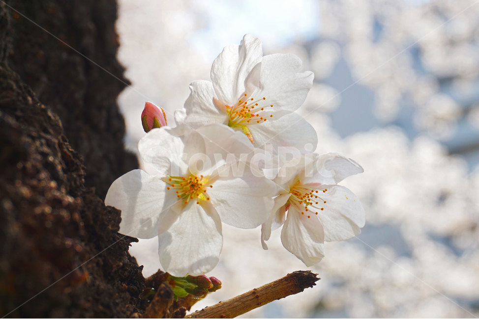 벚꽃,꽃,꽃나무,체리블라썸,봄,봄나무,나무,식물,봄느낌,꽃잎,flowers,flower,cherryblossoms,plant,tree,spring,분홍,분홍색,하양,흰색,pink,white,floral,꽃느낌,자연,nature,blossom,bloom,blooming,활짝핀꽃