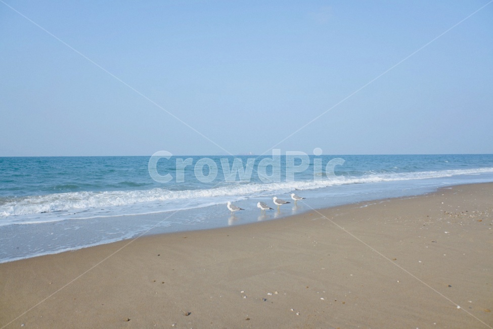 바다,바닷가,갈매기,해수욕장,해변,한국자연풍경,자연풍경,한국풍경,한국자연,자연,서해안,십리포해수욕장,자연,풍경,nature,landscape,해변,바다,beach,sea,동물,animal,조류,새,birds,ocean,대양,water,물,outdoors,옥외,shoreline,해안선,coast,연안,bird