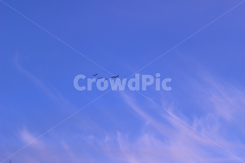 하늘,감성,소원,자연,소망,동물,animal,조류,새,birds