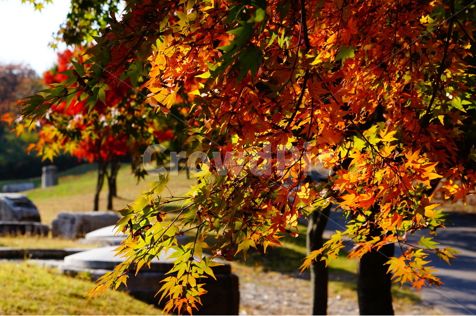 단풍,가을,풍경,빛,해,나무,가을,계절,fall,autumn,season,식물,자연,plants,nature,나무,trees,wood,plant,leaf,잎,tree,maple