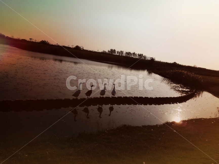 거위,goose,새,bird,조류,동물,animal,연못,river,일몰,sunset,해질녁,동물,animal,조류,새,birds