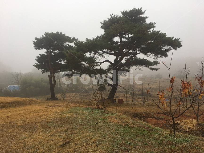 나무,tree,식물,자연,nature,경치,landscape,풍경,scenery