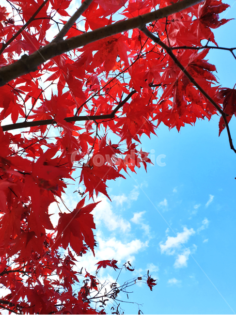 단풍,단풍잎,나무,단풍나무,하늘,잎,식물,tree,leaf,plant,sky