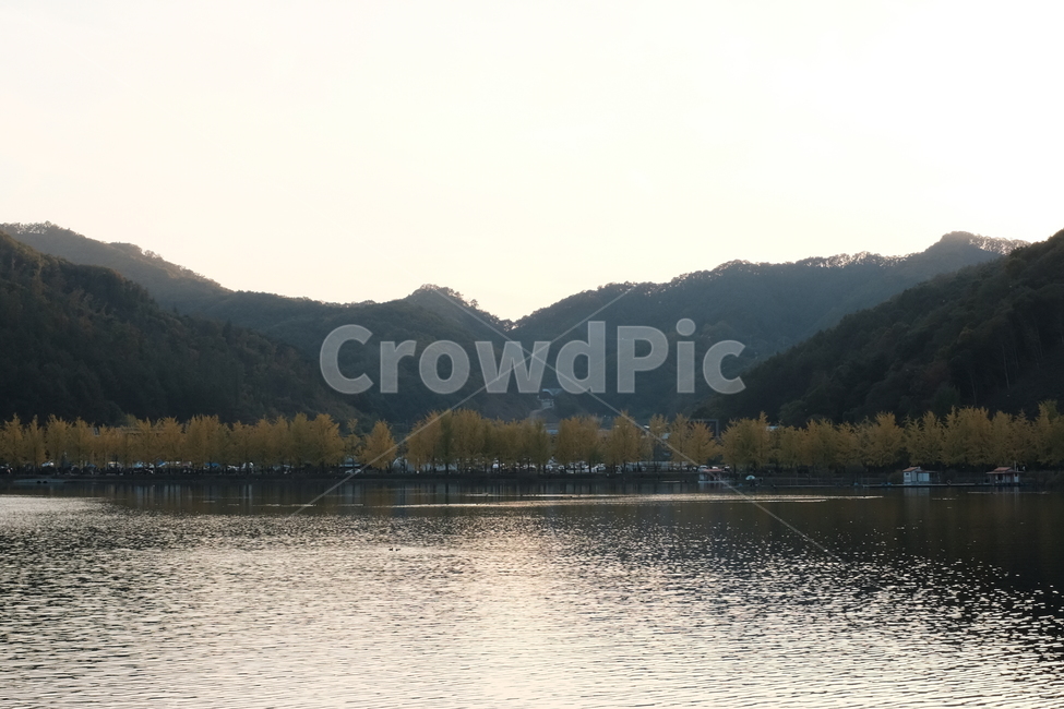 저수지,가을,은행나무,은행,autumn,fall,yellow,ginkgo,풍경,landscape,가을,계절,fall,autumn,season,자연,풍경,nature,landscape,water,물,outdoors,옥외,lake,호수