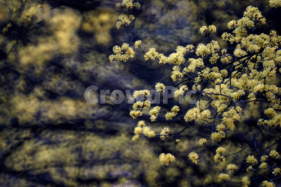 산슈유,봄,노랑,축제,감성,봄,계절,spring,season,식물,자연,plants,nature,꽃,flower,plant,vegetation,초목,bush,부시,blossom