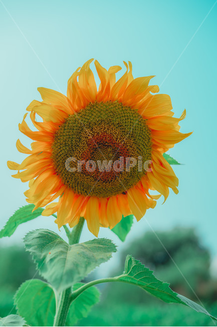 해바라기,기다림,태양의꽃,sunflower,flower,plant,식물,꽃,식물,자연,plants,nature,꽃,flower