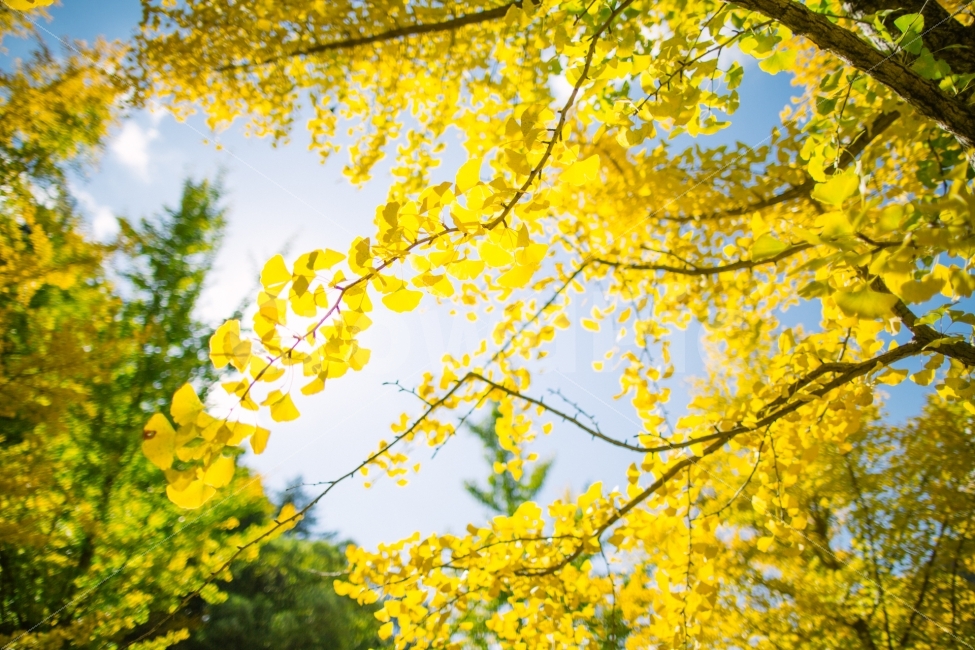 가을,단풍,은행나무,노란색,감성,가을,계절,fall,autumn,season,식물,자연,plants,nature,휴식,힐링,rest,relaxation,healing,tree,나무,plant,leaf,잎