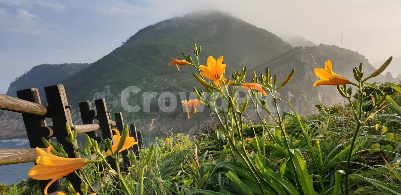 꽃,식물,노란꽃,언덕위의꽃,산,꽃밭,산중턱이쁜풍경,울타리옆노란꽃