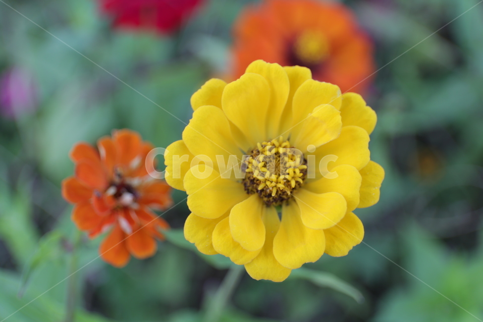 plant,식물,flower,백일홍,꽃,식물,자연,plants,nature,꽃,flower