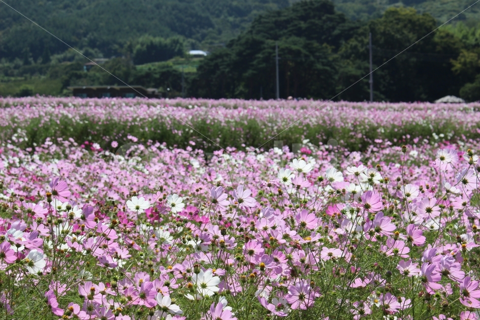 가을풍경,코스모스,꽃,가을,축제,화창한날씨,즐거움,자연,풍경,nature,landscape,가을,계절,fall,autumn,season,식물,plants,꽃,flower,연출,컨셉,콘셉,direction,concept,plant,blossom,geranium,제라늄