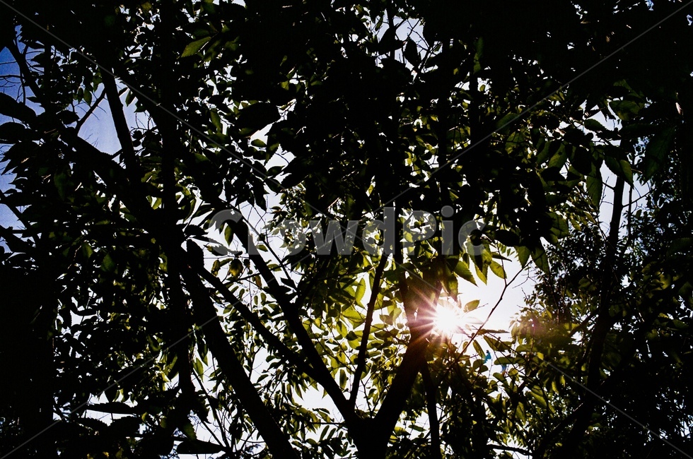 여름,나무,햇빛,휴식,필름,필름카메라,자연,풍경,nature,landscape,식물,plants,나무,trees,wood,감성,sensible,feeling,light,빛,flare,플레어