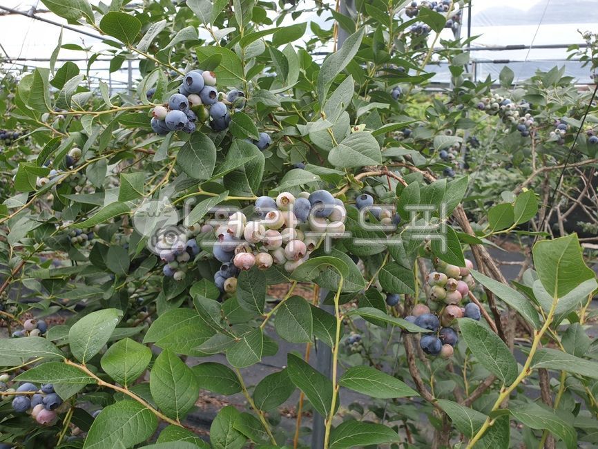 과일,블루베리,식물,음식,food