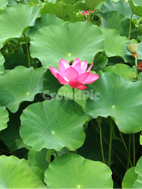 연꽃,plant,식물,꽃,flower,blossom,연못,꽃잎,잎,leaf,식물,자연,plants,nature,꽃,flower